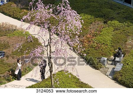 People in a park, Tokyo, Japan, high angle view View Large Photo Image Stock Image - People in a park, Tokyo, Japan, high angle view . Fotosearch