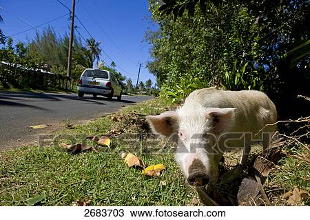 Pig foraging at roadside, Tubuai Island, French Polynesia View Large Photo Image Stock Image - Pig foraging at roadside, Tubuai Island, French Polynesia . Fotosearch