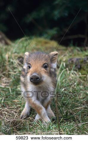 Piglet of Wild Boar (Sus scrofa) standing in forest View Large Photo Image Stock Image - Piglet of Wild Boar (Sus scrofa) standing in forest . Fotosearch