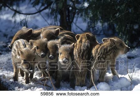 Piglets of Wild Boar (Sus scrofa) in forest View Large Photo Image Stock Photograph - Piglets of Wild Boar (Sus scrofa) in forest . Fotosearch