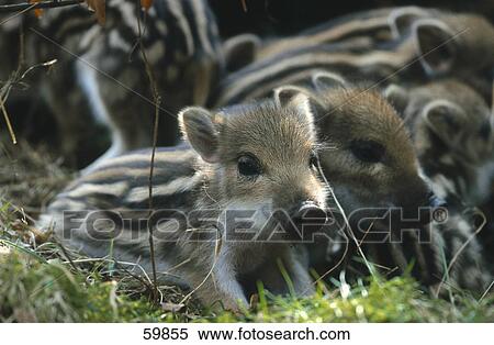 Stock Photography - Piglets of Wild Boar (Sus scrofa) in forest . Fotosearch