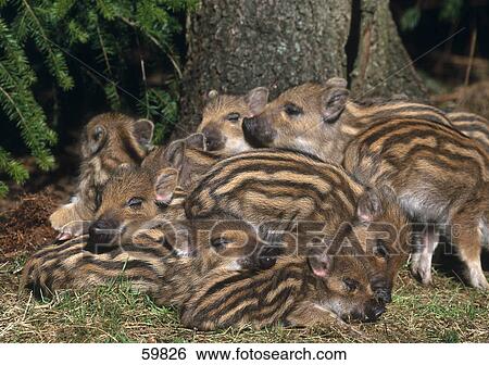 Stock Photograph - Piglets of Wild Boar (Sus scrofa) sleeping in forest . Fotosearch