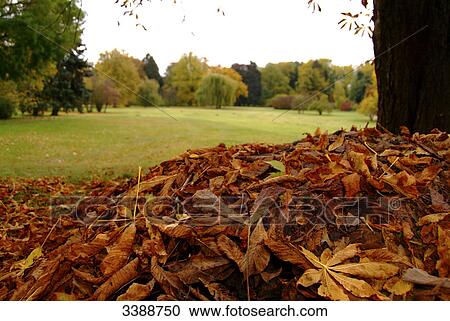 Stock Image - Pile of leaves in a park . Fotosearch