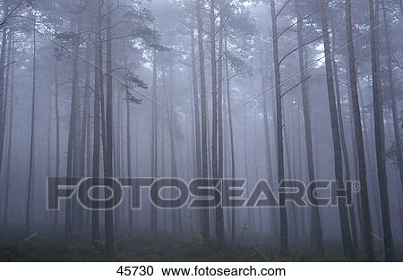 Pine-trees covered with fog in forest, Spessart, Germany View Large Photo Image Stock Image - Pine-trees covered with fog in forest, Spessart, Germany . Fotosearch
