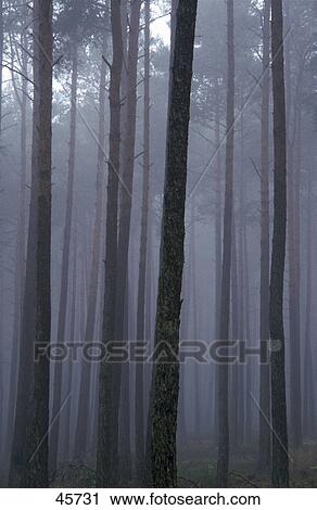 Pine-trees covered with fog in forest, Spessart, Germany View Large Photo Image Stock Image - Pine-trees covered with fog in forest, Spessart, Germany . Fotosearch