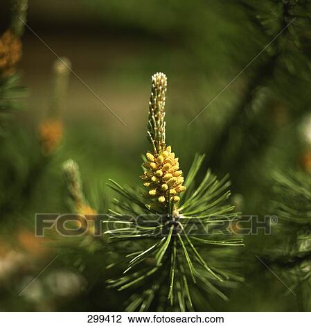 Pinecone growing on tree View Large Photo Image Stock Image - Pinecone growing on tree . Fotosearch