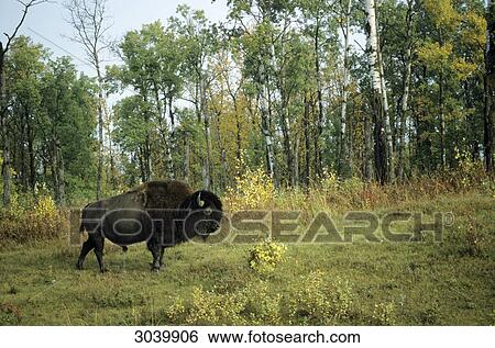 Stock Photograph - Plains Bison (Bison bison bison) on a forest clearing, Alberta, Canada, side view . Fotosearch