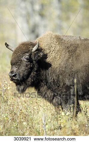 Stock Image - Plains Bison (Bison bison bison), Alberta, Canada, side view . Fotosearch