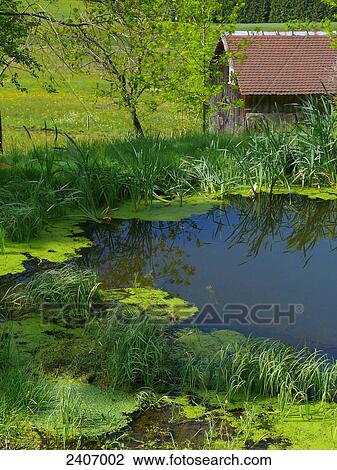 Stock Image - Pond and hut in forest, Black Forest, Baden-Wuerttemberg, Germany . Fotosearch