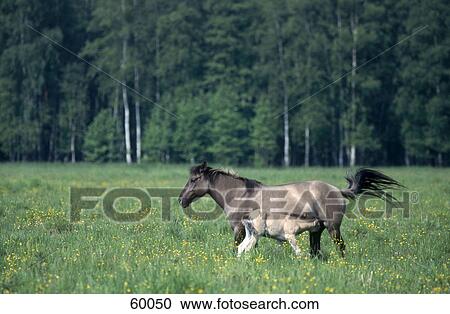 Przewalski's horse (Equus caballus przewalskii) nursing its foal in field View Large Photo Image Stock Image - Przewalski's horse (Equus caballus przewalskii) nursing its foal in field . Fotosearch