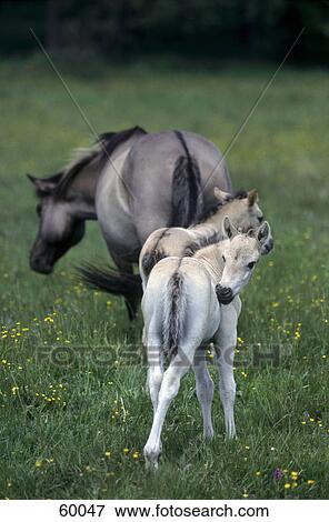 Przewalski's horse (Equus caballus przewalskii) standing with its two foals in field View Large Photo Image Stock Photo - Przewalski's horse (Equus caballus przewalskii) standing with its two foals in field . Fotosearch