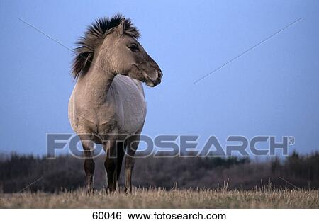 Przewalski's horse (Equus caballus przewalskii) standing in field View Large Photo Image Stock Photograph - Przewalski's horse (Equus caballus przewalskii) standing in field . Fotosearch