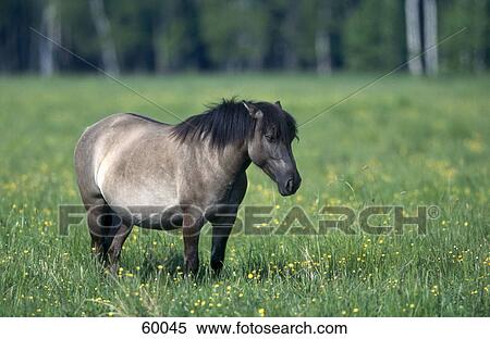 Przewalski's horse (Equus caballus przewalskii) standing in field View Large Photo Image Stock Photography - Przewalski's horse (Equus caballus przewalskii) standing in field . Fotosearch