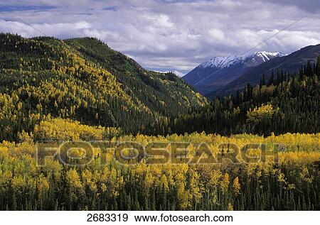 Quaking Aspen (Populus tremuloides) trees in field, Denali National Park, Alaska, USA View Large Photo Image Stock Photo - Quaking Aspen (Populus tremuloides) trees in field, Denali National Park, Alaska, USA . Fotosearch