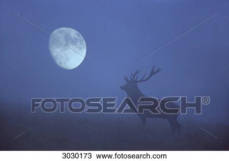 Red Deer at moonlit night on a clearing, Zealand, D‰nemark, silhouette View Large Photo Image Stock Image - Red Deer at moonlit night on a clearing, Zealand, D‰nemark, silhouette . Fotosearch