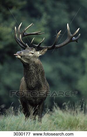 Red Deer bull (Cervus elaphus) sticking out the tongue, Zealand, Denmark, front view View Large Photo Image Stock Photo - Red Deer bull (Cervus elaphus) sticking out the tongue, Zealand, Denmark, front view . Fotosearch