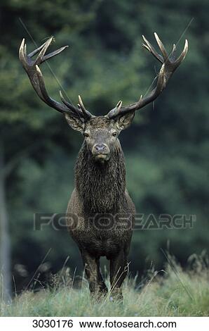 Stock Photograph - Red Deer bull (Cervus elaphus), Zealand, Denmark, eye contact . Fotosearch