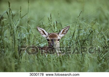 Red Deer calf (Cervus elaphus) in a meadow, Schierenwald, Schleswig-Holstein, Germany, eye contact View Large Photo Image Stock Photo - Red Deer calf (Cervus elaphus) in a meadow, Schierenwald, Schleswig-Holstein, Germany, eye contact . Fotosearch