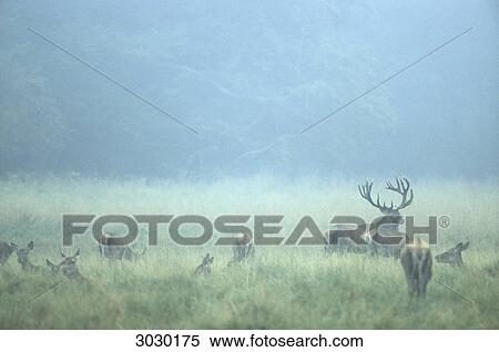 Stock Photography - Red Deers (Cervus elaphus) in fog on a clearing, Zealand, Denmark . Fotosearch