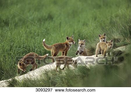 Stock Photo - Red fox cubs (Vulpes vulpes) playing on a meadow, Schleswig-Holstein, Germany, high angle view . Fotosearch