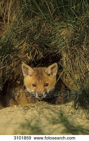 Red fox (Vulpes vulpes) looking out of its burrow, Schleswig-Holstein, Germany, front view View Large Photo Image Stock Photo - Red fox (Vulpes vulpes) looking out of its burrow, Schleswig-Holstein, Germany, front view . Fotosearch