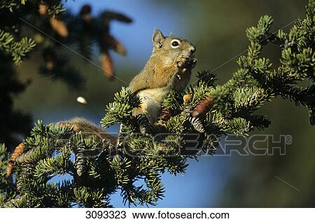 Red Squirrel (Tamiasciurus hudsonicus) sitting on a tree branch and eating, Denali National Park, USA, low angle view View Large Photo Image Stock Image - Red Squirrel (Tamiasciurus hudsonicus) sitting on a tree branch and eating, Denali National Park, USA, low angle view . Fotosearch