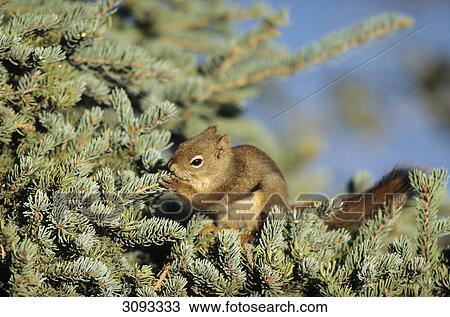 Stock Image - Red Squirrel (Tamiasciurus hudsonicus) sitting on a tree branch and eating, Katmai National Park, USA, close-up . Fotosearch
