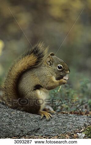 Red Squirrel (Tamiasciurus hudsonicus) eating, Denali National Park, USA, side view, close-up View Large Photo Image Stock Photo - Red Squirrel (Tamiasciurus hudsonicus) eating, Denali National Park, USA, side view, close-up . Fotosearch
