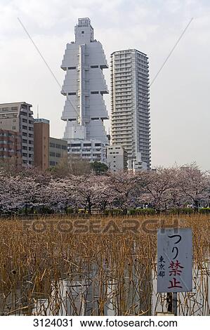 Stock Image - Reeds growing in a lake, Tokyo. Japan . Fotosearch