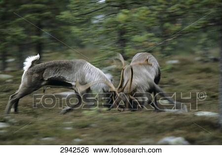 Stock Photograph - Reindeer bulls (Rangifer tarandus) in duel, Jamtland, Sweden . Fotosearch