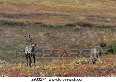 reindeer, Rangifer tarandus, Denali National park, Alaska, USA View Large Photo Image Picture - reindeer, Rangifer tarandus, Denali National park, Alaska, USA . Fotosearch