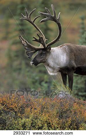Stock Image - reindeer, Rangifer tarandus, Denali National park, Alaska, USA . Fotosearch