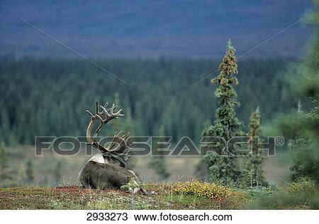 Stock Image - reindeer, Rangifer tarandus, Denali National park, Alaska, USA . Fotosearch