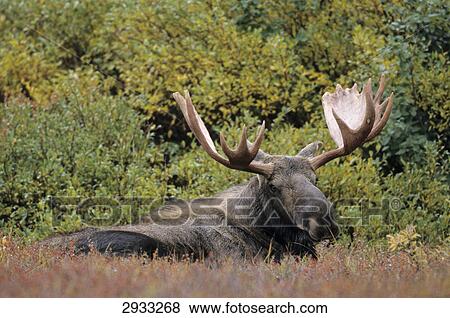 Stock Photo - reindeer, Rangifer tarandus, Denali National park, Alaska, USA . Fotosearch