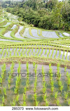 Rice paddy, Bali, Indonesia View Large Photo Image Stock Image - Rice paddy, Bali, Indonesia . Fotosearch