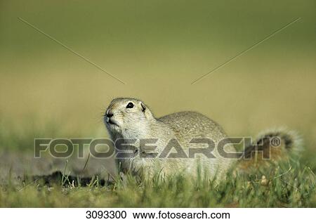 Richardsons Ground Squirrel (Spermophilus richardsonii) sitting in the grass, Elk Island National park, Alberta, Canada View Large Photo Image Stock Image - Richardsons Ground Squirrel (Spermophilus richardsonii) sitting in the grass, Elk Island National park, Alberta, Canada . Fotosearch