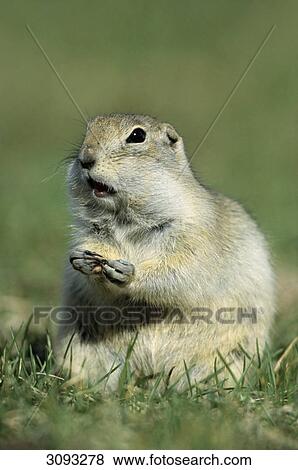 Richardsons Ground Squirrel (Spermophilus richardsonii) sitting in the grass, Elk Island National park, Alberta, Canada, close-up View Large Photo Image Stock Photo - Richardsons Ground Squirrel (Spermophilus richardsonii) sitting in the grass, Elk Island National park, Alberta, Canada, close-up . Fotosearch
