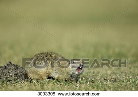 Stock Photography - Richardsons Ground Squirrel (Spermophilus richardsonii) calling, Elk Island National park, Alberta, Canada . Fotosearch