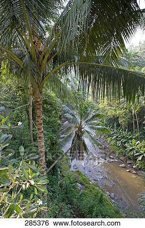 River flowing through forest, Agung River, Bali, Indonesia View Large Photo Image Stock Photograph - River flowing through forest, Agung River, Bali, Indonesia . Fotosearch