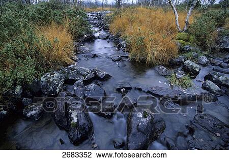 River flowing through forest, Haerjedalen, Jamtland, Sweden View Large Photo Image Stock Image - River flowing through forest, Haerjedalen, Jamtland, Sweden . Fotosearch