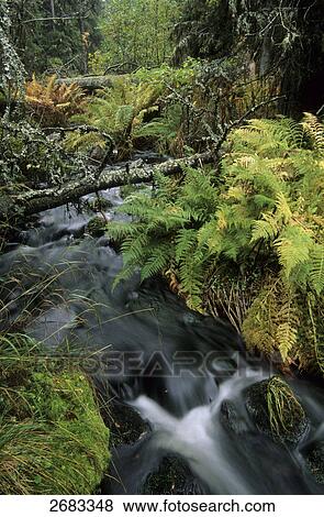 River flowing through forest, Fulufjaellet National Park, Co Dalarna, Sweden View Large Photo Image Stock Photo - River flowing through forest, Fulufjaellet National Park, Co Dalarna, Sweden . Fotosearch
