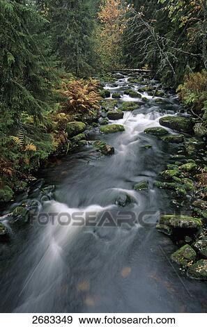 River flowing through forest, Fulufjaellet National Park, Co Dalarna, Sweden View Large Photo Image Stock Photo - River flowing through forest, Fulufjaellet National Park, Co Dalarna, Sweden . Fotosearch