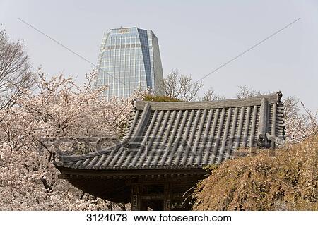 Roof of a temple surrounded by cherry trees, skyscraper in the background, Tokyo, Japan View Large Photo Image Stock Photo - Roof of a temple surrounded by cherry trees, skyscraper in the background, Tokyo, Japan . Fotosearch