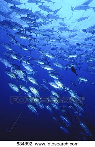 School of Bonitos swimming underwater View Large Photo Image Stock Image - School of Bonitos swimming underwater . Fotosearch