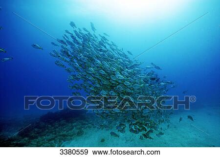 Stock Photo - School of fish, Cape Verde . Fotosearch