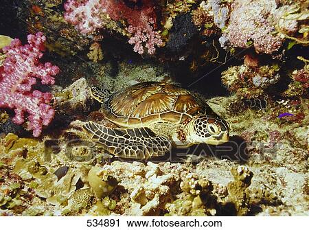 Sea turtle swimming underwater View Large Photo Image Stock Image - Sea turtle swimming underwater . Fotosearch