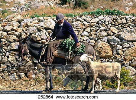 Side profile of man sitting riding donkey with goat on road, Greece View Large Photo Image Picture - Side profile of man sitting riding donkey with goat on road, Greece . Fotosearch