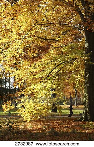 Side profile of person jogging in park, Brandenburg, Germany View Large Photo Image Stock Photo - Side profile of person jogging in park, Brandenburg, Germany . Fotosearch
