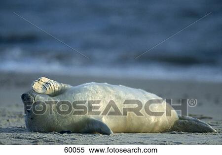 Stock Photography - Side profile of seal lying on beach, Amrum, Germany, Europe . Fotosearch
