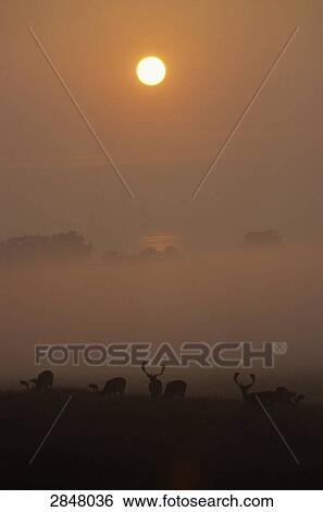 Stock Photograph - Silhouette of Fallow deer (Dama dama) standing in field at sunrise, Sjaelland, Denmark . Fotosearch
